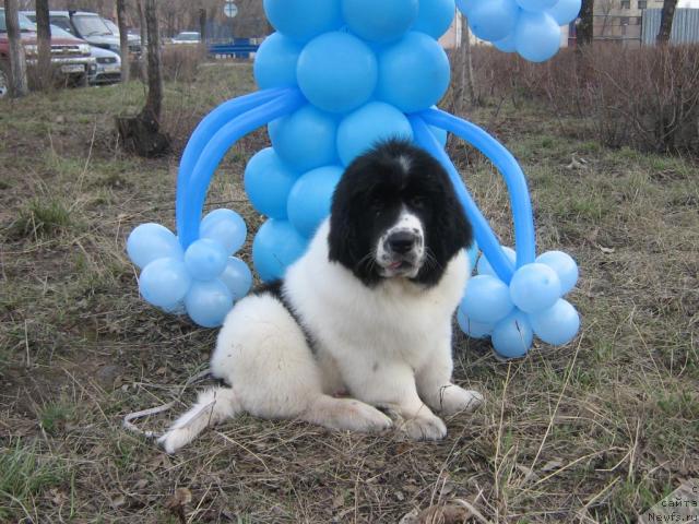 Фото: ньюфаундленд Lord Luxemburg Ayular iz Tihogo Omuta (Лорд Люксембург Аюлар из Тихого Омута)