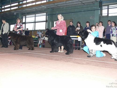 Фото: ньюфаундленд Super Premium Brabus (Супер Премиум Брабус), ньюфаундленд Super Bizon Armani (Супер Бизон Армани), ньюфаундленд Super Bizon Argo (Супер Бизон Арго)