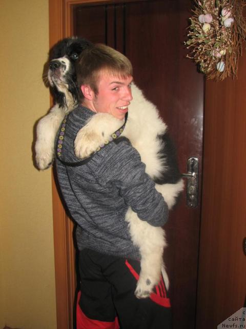 Фото: ньюфаундленд Lord Luxemburg Ayular iz Tihogo Omuta (Лорд Люксембург Аюлар из Тихого Омута)