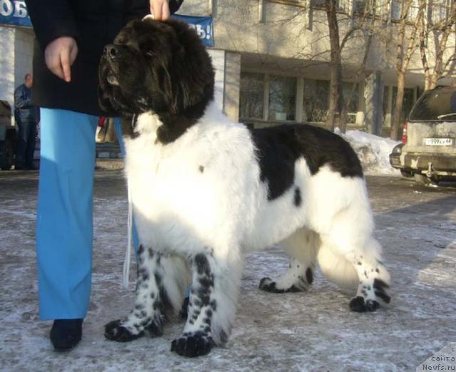 Фото: ньюфаундленд Super Bizon Argo (Супер Бизон Арго)