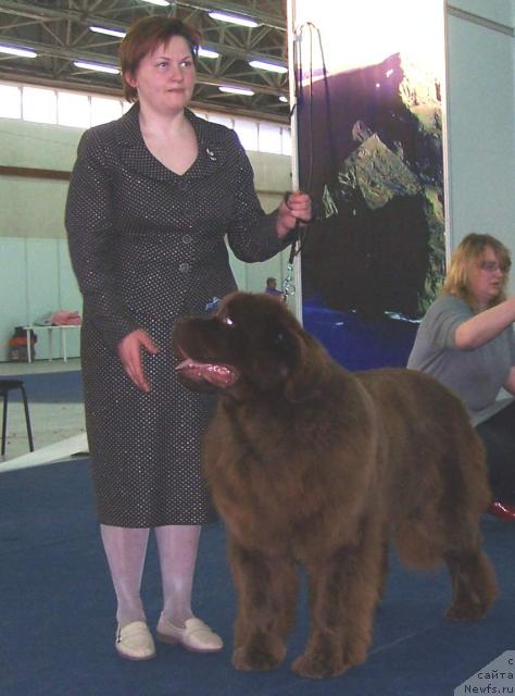 Фото: ньюфаундленд Amazing Grace vom Riesrand, Tat'yana Abutova (Татьяна Абутова)