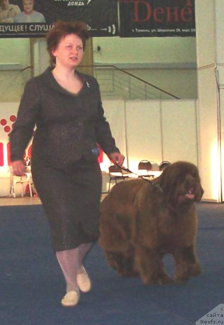 Фото: ньюфаундленд Amazing Grace vom Riesrand, Tat'yana Abutova (Татьяна Абутова)