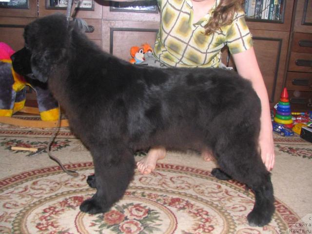 Фото: ньюфаундленд Riv'era ot Sibirskogo Medvedya (Ривьера от Сибирского Медведя)