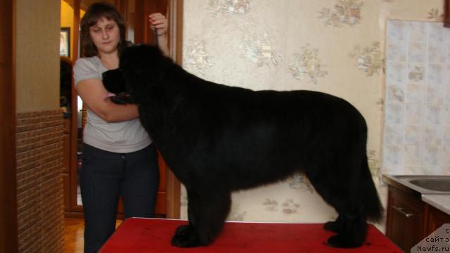 Фото: Ривьера от сибирского медведя