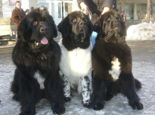 Фото: ньюфаундленд Super Bizon Antaliya (Супер Бизон Анталия), ньюфаундленд Super Bizon Argo (Супер Бизон Арго), ньюфаундленд Super Bizon Armani (Супер Бизон Армани)