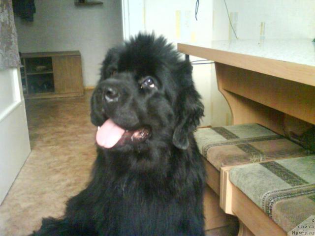 Фото: ньюфаундленд Riv'era ot Sibirskogo Medvedya (Ривьера от Сибирского Медведя)