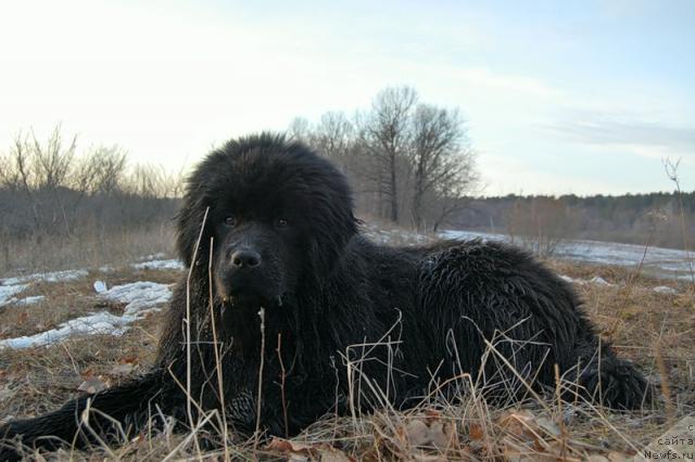 Фото: ньюфаундленд YEra Grand Lyuks CHeri Nikol' (Эра Гранд Люкс Чери Николь)