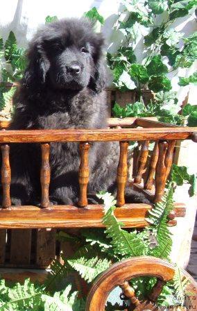 Фото: ньюфаундленд Viking Vakulyi Syin iz Orlovskoy Slobodyi (Викинг Вакулы Сын из Орловской Слободы)