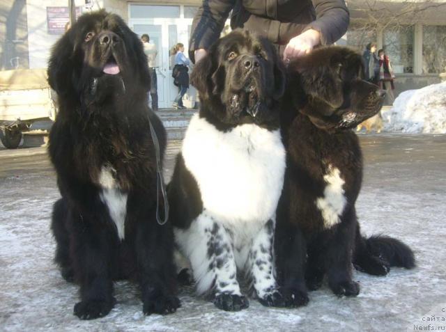 Фото: ньюфаундленд Super Bizon Antaliya (Супер Бизон Анталия), ньюфаундленд Super Bizon Argo (Супер Бизон Арго), ньюфаундленд Super Bizon Armani (Супер Бизон Армани)