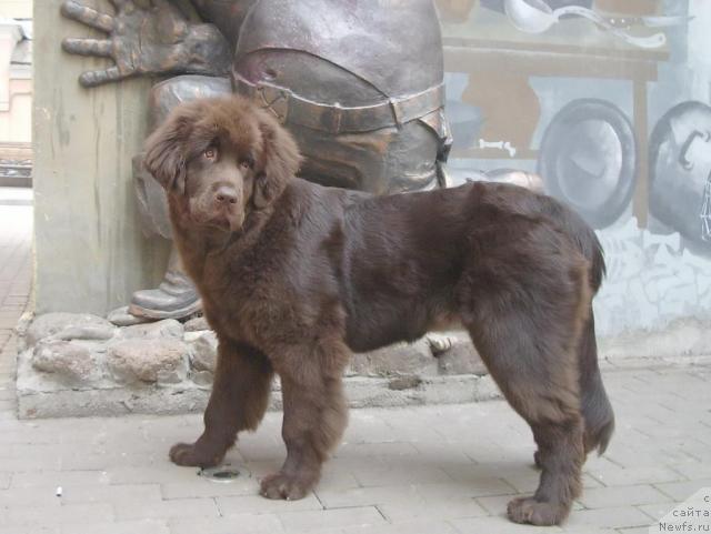 Фото: ньюфаундленд Krasota CHistogo Zolota (Красота Чистого Золота)