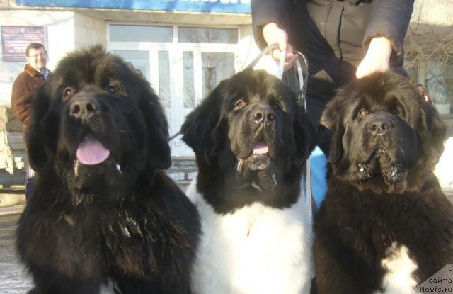 Фото: ньюфаундленд Super Bizon Antaliya (Супер Бизон Анталия), ньюфаундленд Super Bizon Argo (Супер Бизон Арго), ньюфаундленд Super Bizon Armani (Супер Бизон Армани)