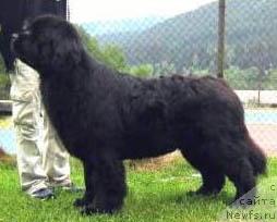 Фото: ньюфаундленд Ermak Vialiki Miadzvedz (Ермак Вялiкi Мядзведзь)