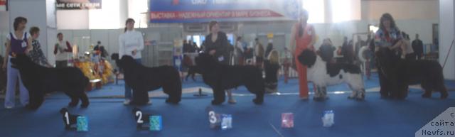 Фото: ньюфаундленд Armani Imperial (Армани Империал), ньюфаундленд Favorite Nika's iz Medvejyego Yara (Фаворит Никас из Медвежьего Яра), ньюфаундленд King of Helluland Viking, ньюфаундленд Super Bizon Argo (Супер Бизон Арго), ньюфаундленд Super Premium Brabus (Супер Премиум Брабус)