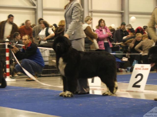 Фото: ньюфаундленд Fairweathers Mary Jane