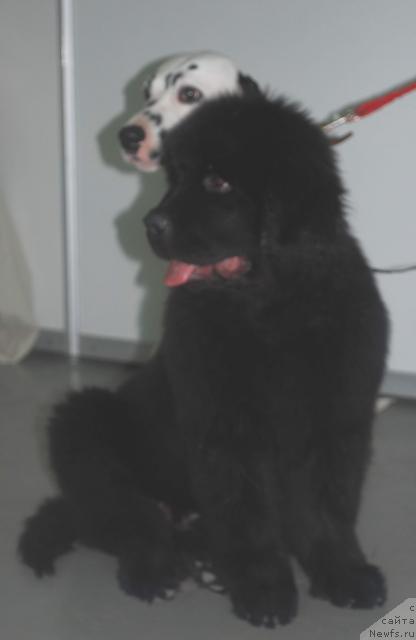 Фото: ньюфаундленд Ih Vyisochestvo Balu Mag Djeniral (Их Высочество Балу Маг Дженирал)