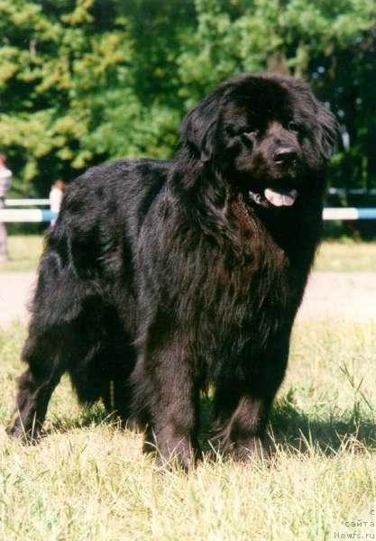 Фото: ньюфаундленд Smigar Otsan (Смигар Отсан)