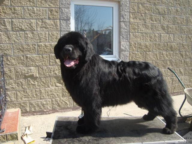 Фото: ньюфаундленд Zorro (Зорро)