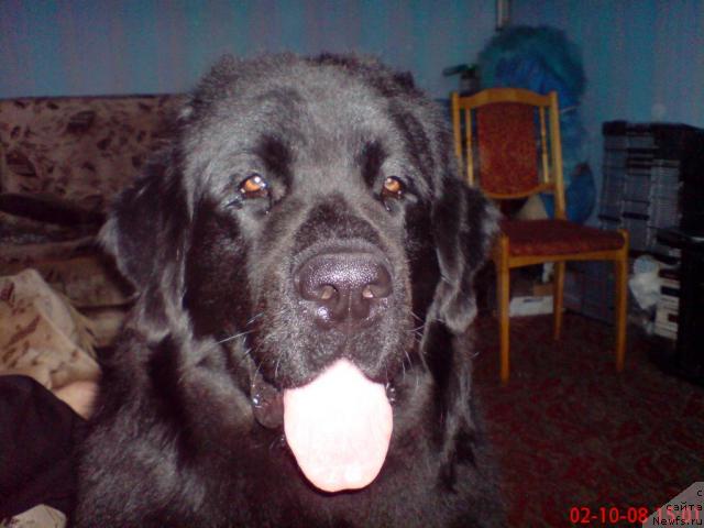 Фото: ньюфаундленд Velikiy Medved' Zagadka (Великий Медведь Загадка)