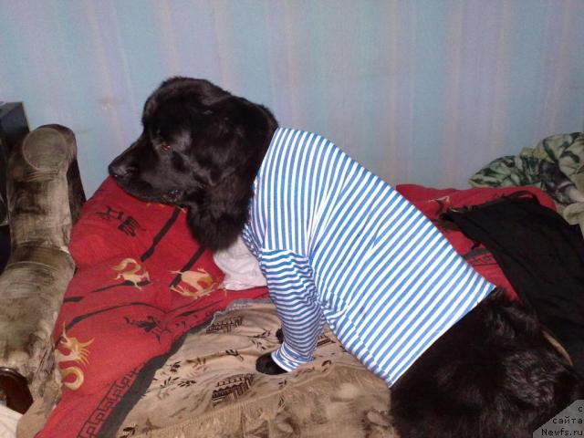 Фото: ньюфаундленд Velikiy Medved' Zagadka (Великий Медведь Загадка)