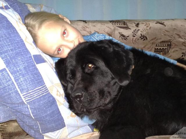 Фото: ньюфаундленд Velikiy Medved' Zagadka (Великий Медведь Загадка)