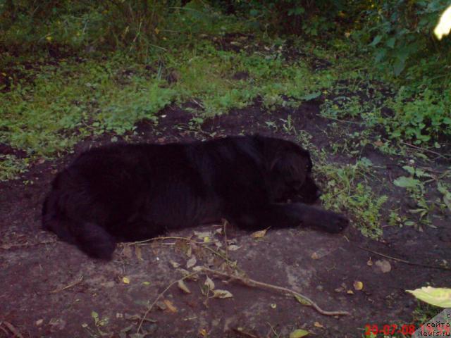 Фото: ньюфаундленд Velikiy Medved' Zagadka (Великий Медведь Загадка)