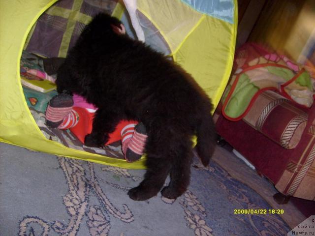 Фото: ньюфаундленд Laskun Lunnyiy Poceluy (Ласкун Лунный Поцелуй)