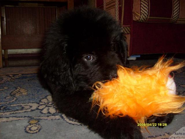 Фото: ньюфаундленд Laskun Lunnyiy Poceluy (Ласкун Лунный Поцелуй)