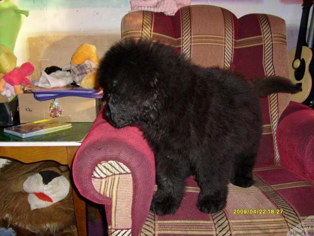 Фото: ньюфаундленд Laskun Lunnyiy Poceluy (Ласкун Лунный Поцелуй)