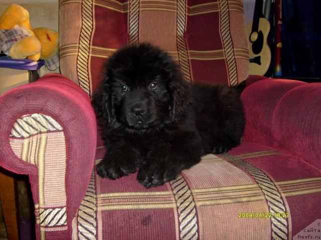 Фото: ньюфаундленд Laskun Lunnyiy Poceluy (Ласкун Лунный Поцелуй)