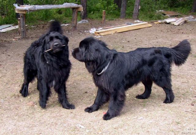 Фото: ньюфаундленд Chernomor  iz Medvejyego Yara (Черномор из Медвежьего Яра), Вася вл. Филатов А.
