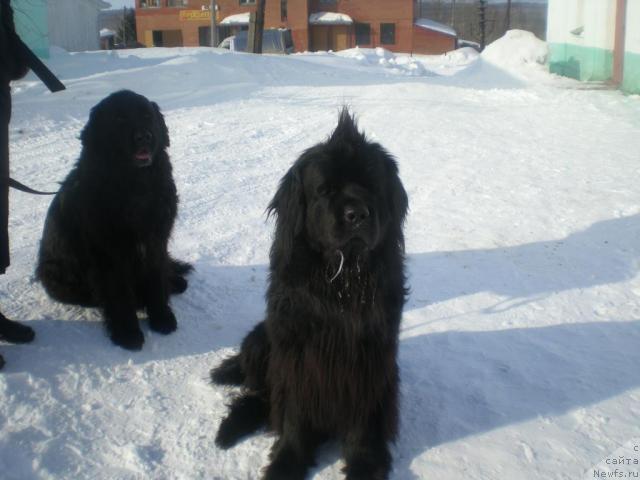 Фото: ньюфаундленд Chernomor  iz Medvejyego Yara (Черномор из Медвежьего Яра), Вася