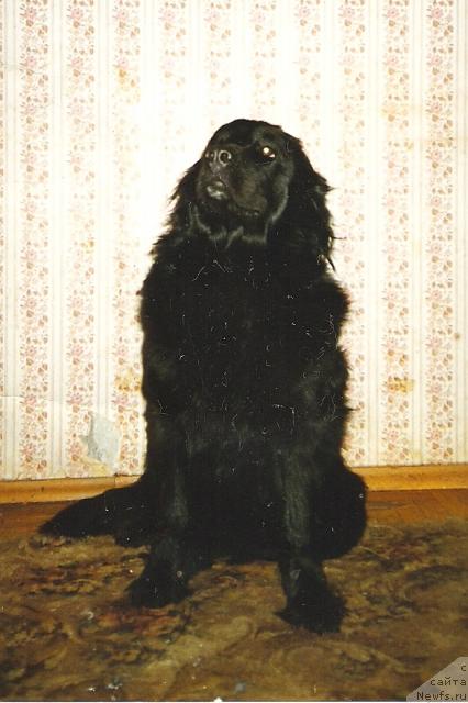 Фото: ньюфаундленд YEmmiliya YERSo (Эммилия ЭРСо)