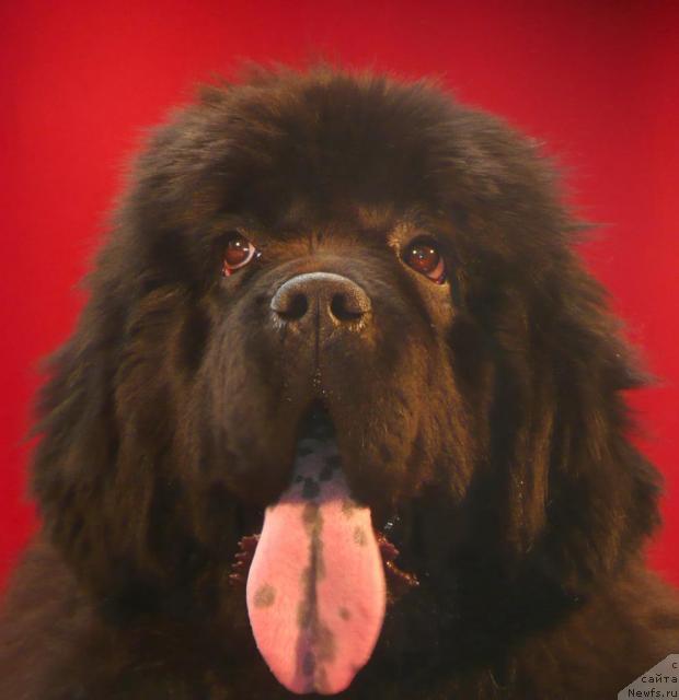 Фото: ньюфаундленд Super Premium Gabriel' (Супер Премиум Габриель)