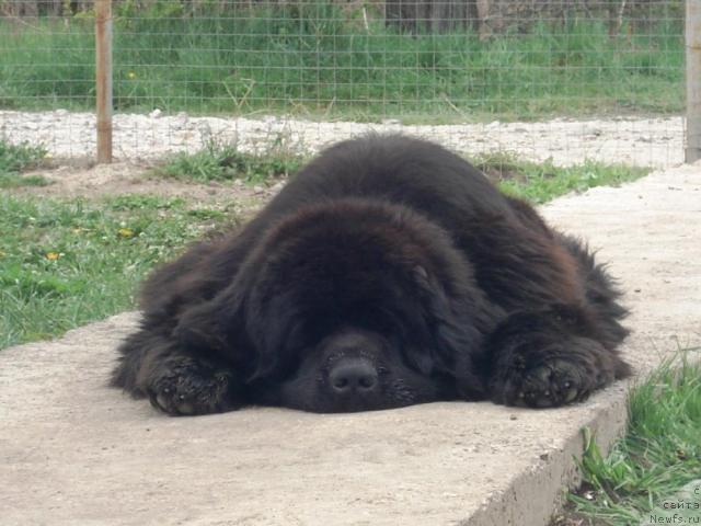 Фото: ньюфаундленд King of Helluland Choose Me (King of Helluland Choose Me)