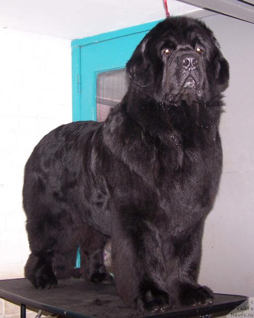 Фото: ньюфаундленд Favorite Nika's iz Medvejyego Yara (Фаворит Никас из Медвежьего Яра)