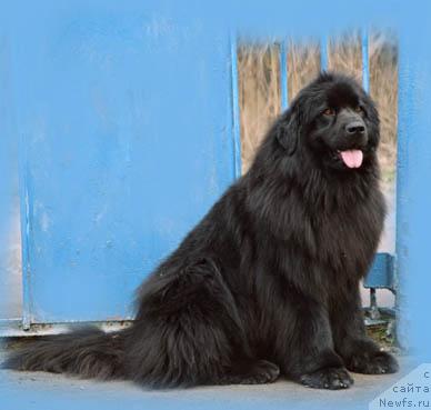 Фото: ньюфаундленд Dashen'ka s Berega Dona (Дашенька с Берега Дона)