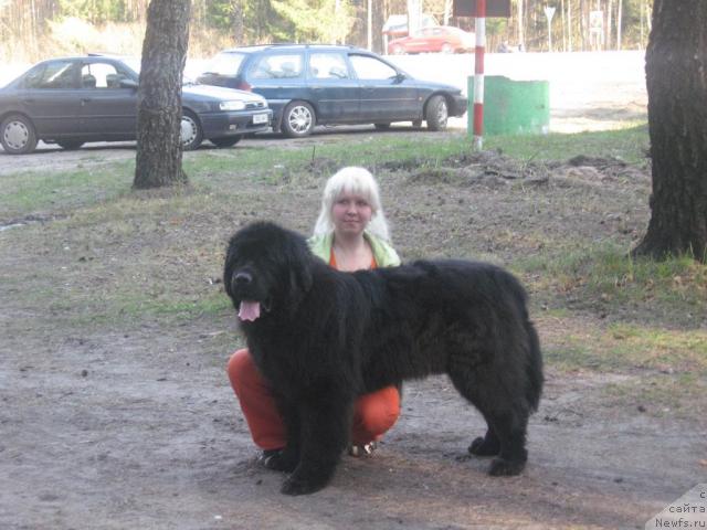 Фото: ньюфаундленд Kenni (Кенни)
