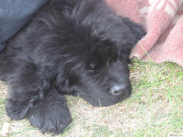 Фото: ньюфаундленд Lihoy Kazak (Лихой Казак)