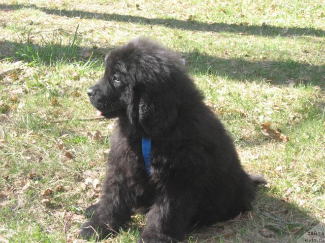 Фото: ньюфаундленд Lihoy Kazak (Лихой Казак)
