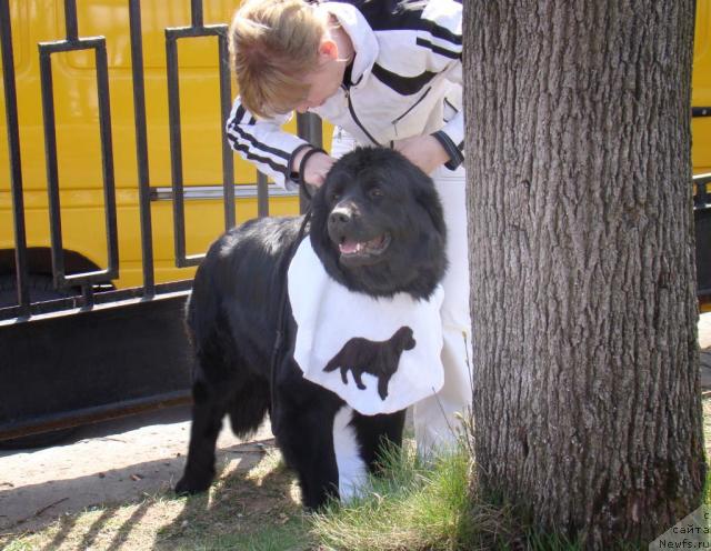 Фото: ньюфаундленд Polyarnaya Nochka (Полярная Ночка), Valentina Stepanova (Валентина Степанова)