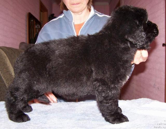 Фото: ньюфаундленд Akvatoriya Kelvin Ivari (Акватория Келвин Ивари)