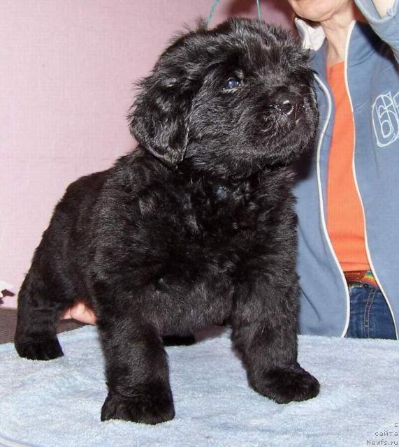 Фото: ньюфаундленд Akvatoriya Kelvin Indiana Djons (Акватория Келвин Индиана Джонс)