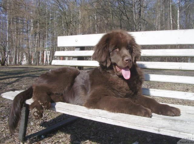 Фото: ньюфаундленд Krasota CHistogo Zolota (Красота Чистого Золота)