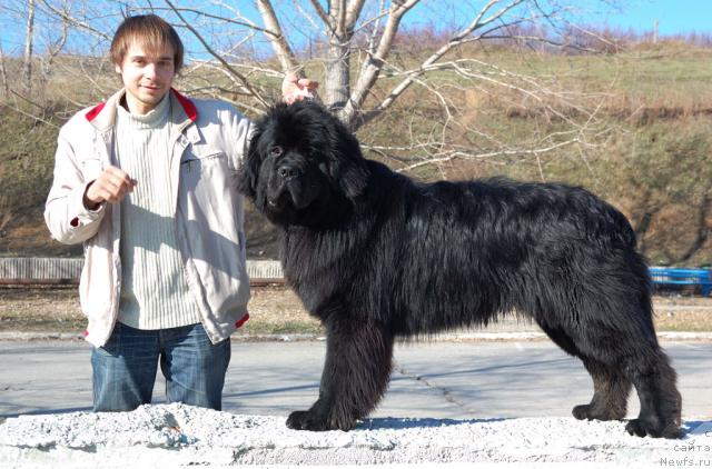 Фото: Maksim Kanunnikov (Максим Канунников), ньюфаундленд Super Premium Vashington (Супер Премиум Вашингтон)