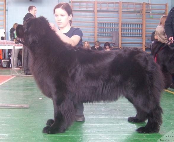 Фото: ньюфаундленд Arh B'yuti Ochen' Vajnaya Persona (Арх Бьюти Очень Важная Персона), Anastasiya Mischenko (Анастасия Мищенко)