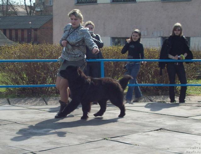 Фото: ньюфаундленд K-Ledy Tiamo (К-Леди Тиамо), Alena Grigor'eva (Алена Григорьева)