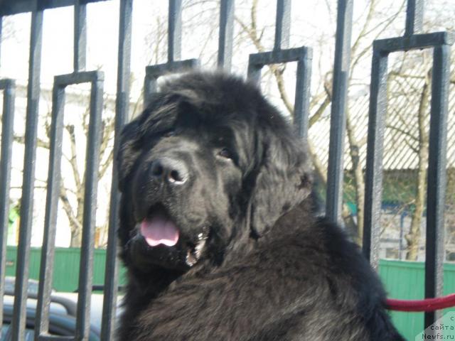 Фото: ньюфаундленд Kenni (Кенни)