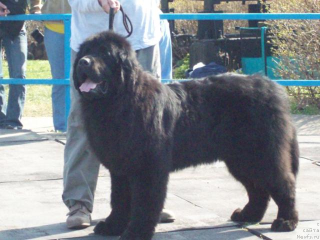 Фото: ньюфаундленд Kenni (Кенни)