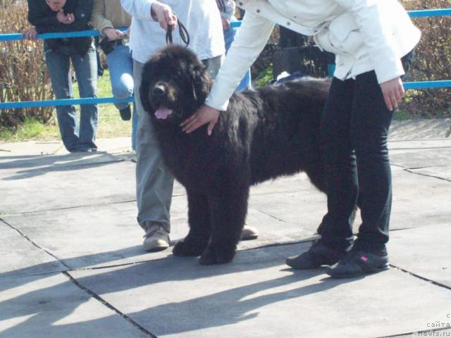 Фото: ньюфаундленд Kenni (Кенни)