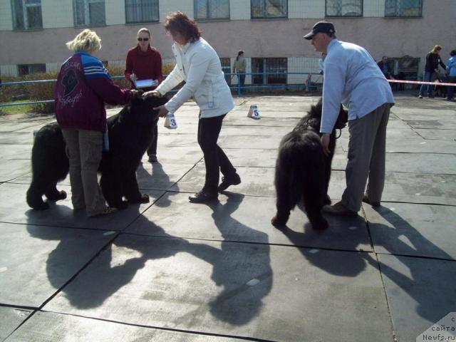 Фото: ньюфаундленд Lel Vialiki Miadzved, Филимонова Н., ньюфаундленд Kenni (Кенни), --и Дима